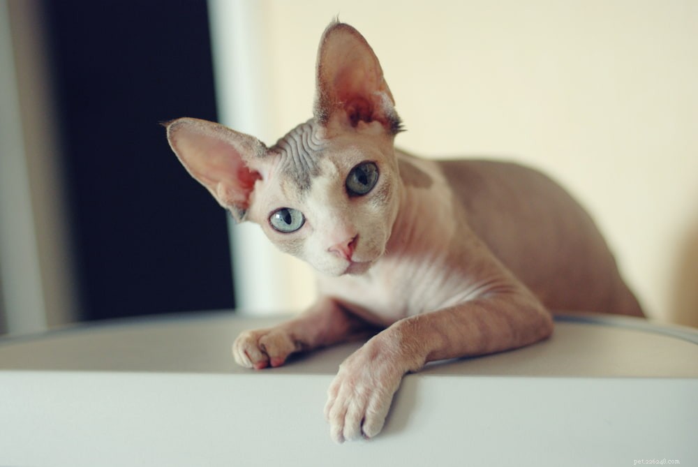 Sphynx Cat: A Hairless, Playful Companion for Families