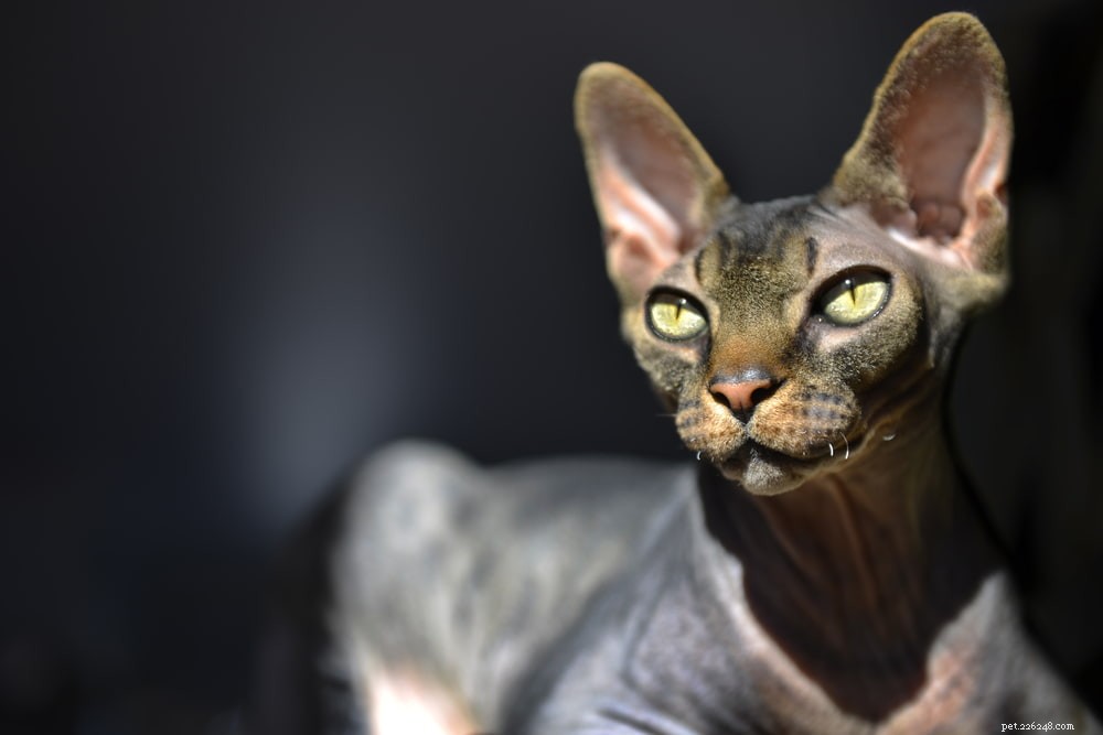 Sphynx Cat: A Hairless, Playful Companion for Families