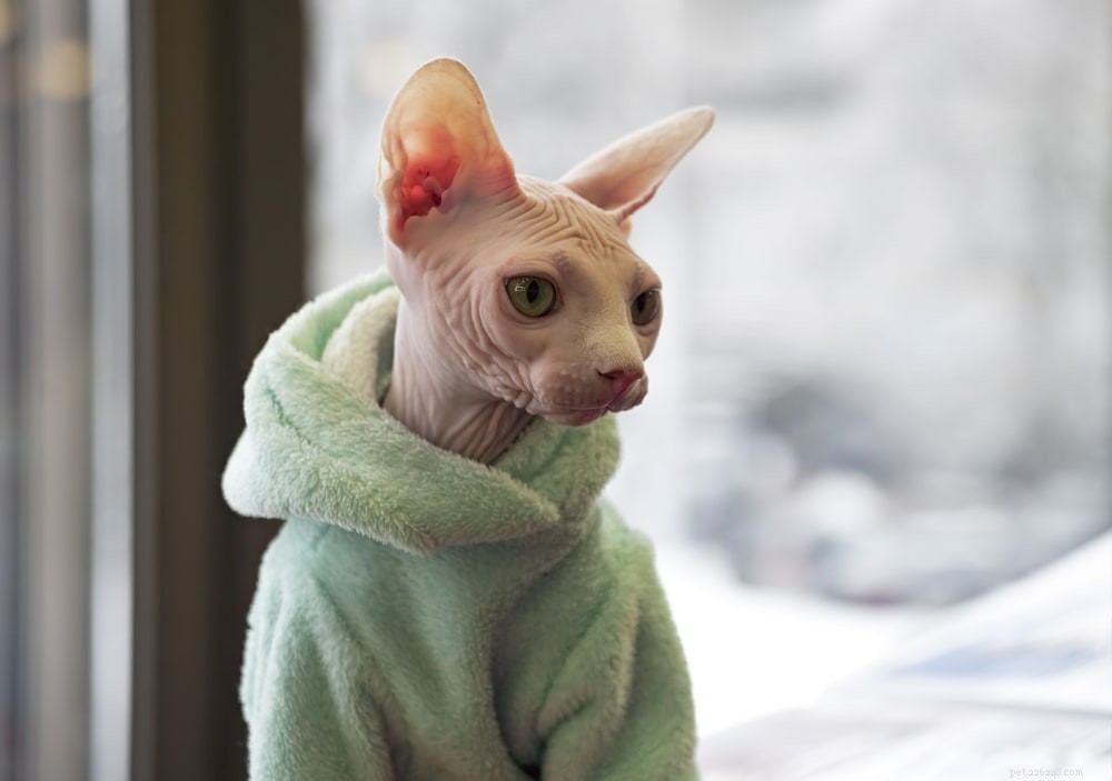 Sphynx Cat: A Hairless, Playful Companion for Families