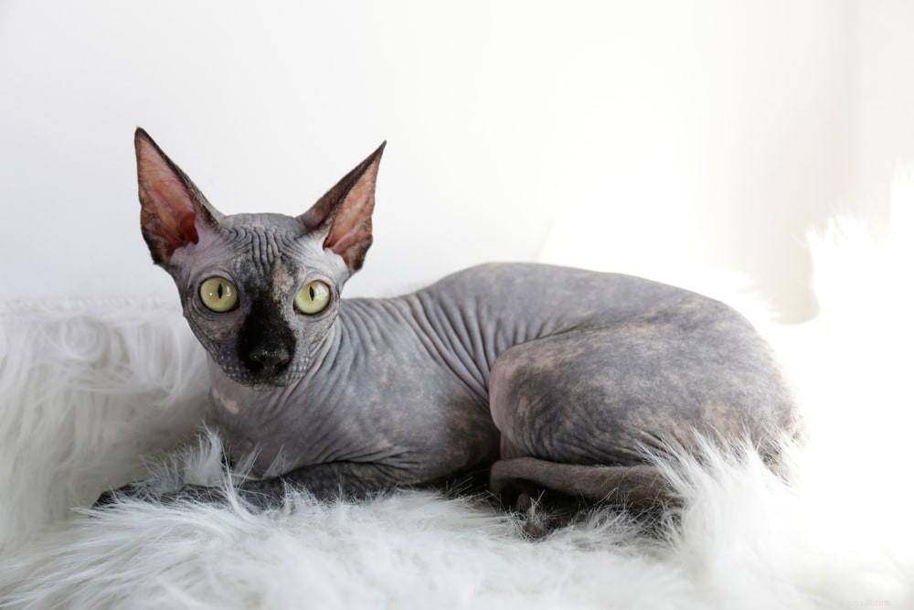 Sphynx Cat: A Hairless, Playful Companion for Families