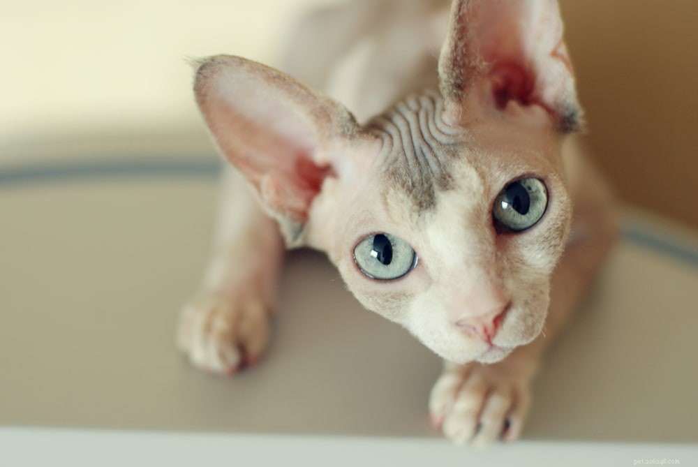 Sphynx Cat: A Hairless, Playful Companion for Families