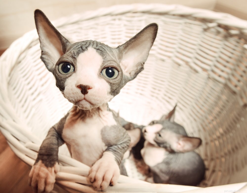 Sphynx Cat: A Hairless, Playful Companion for Families