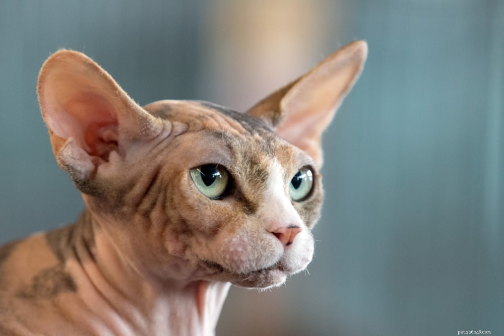 Sphynx Cat: A Hairless, Playful Companion for Families