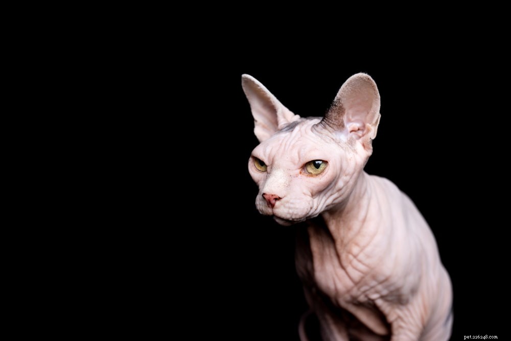 Sphynx Cat: A Hairless, Playful Companion for Families