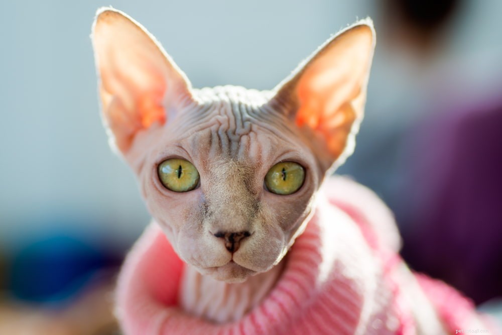 Sphynx Cat: A Hairless, Playful Companion for Families