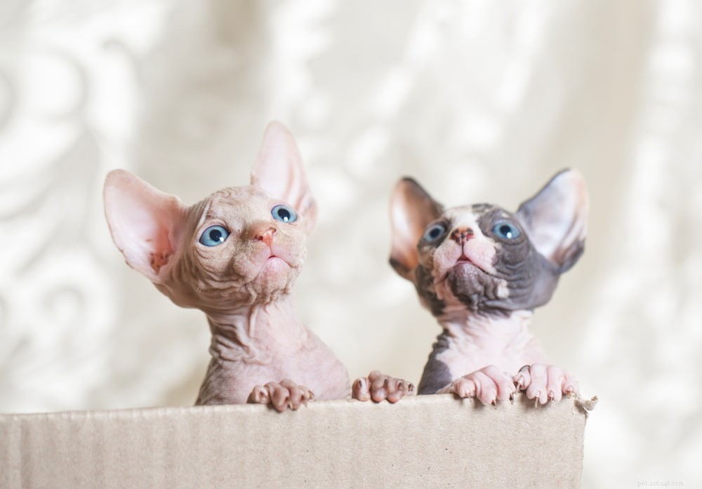 Sphynx Cat: A Hairless, Playful Companion for Families