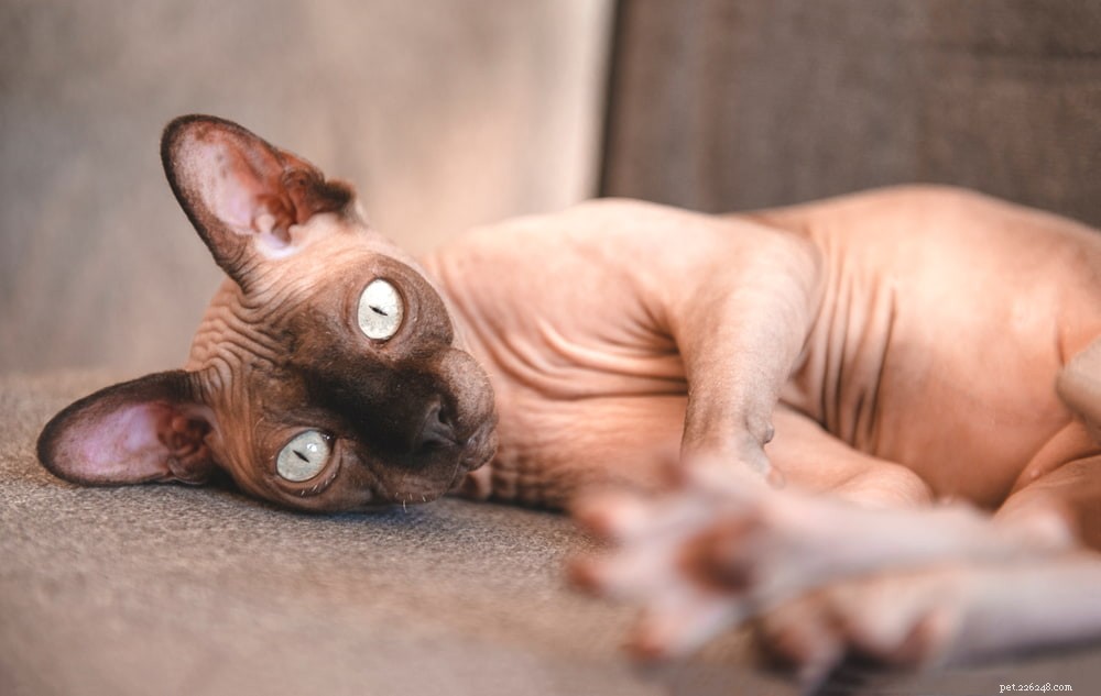 Sphynx Cat: A Hairless, Playful Companion for Families