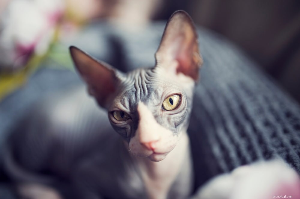 Sphynx Cat: A Hairless, Playful Companion for Families