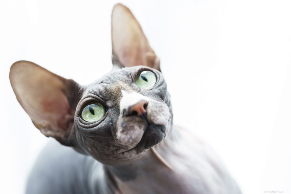 Sphynx Cat: A Hairless, Playful Companion for Families