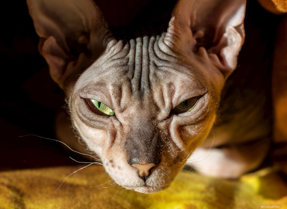 Adopting a Hairless Cat: Key Tips for Welcoming Your New Bald Companion
