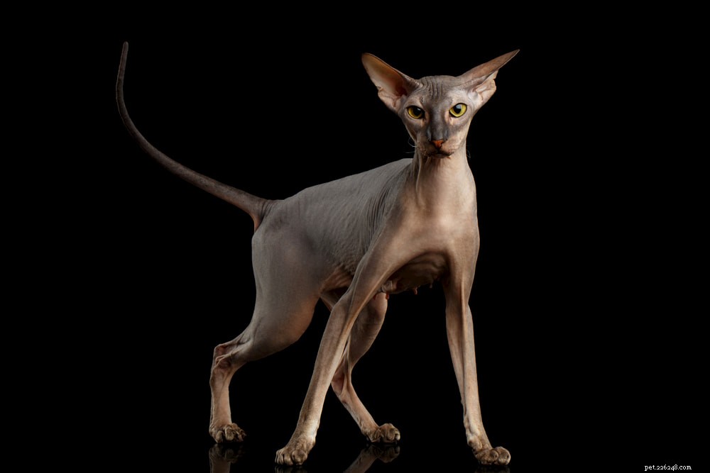 Adopting a Hairless Cat: Key Tips for Welcoming Your New Bald Companion
