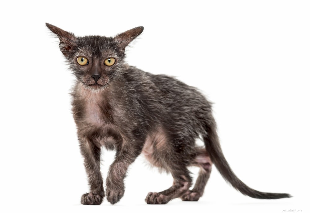 Adopting a Hairless Cat: Key Tips for Welcoming Your New Bald Companion