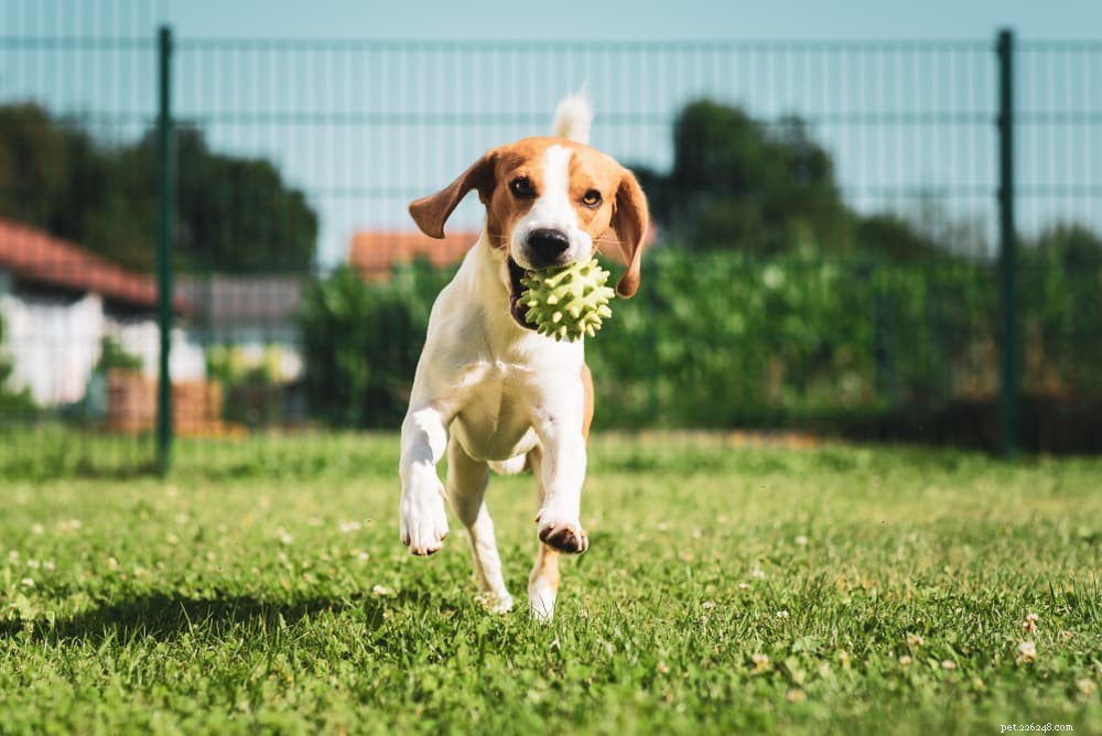 50 Trendy Dog Names for the Modern Pup