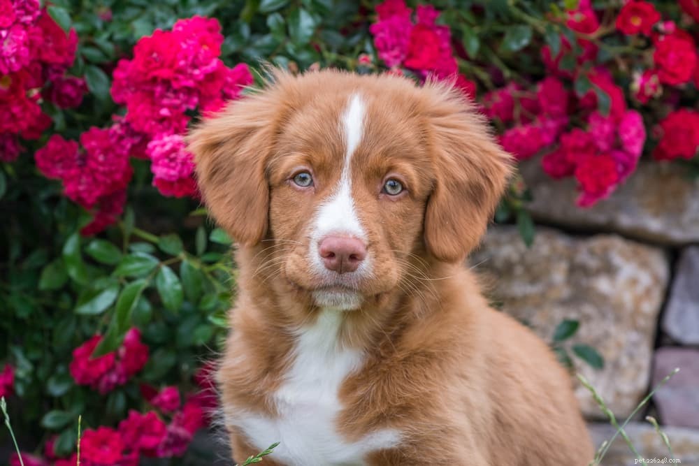 83 Elegant Floral Names for Dogs: Choose the Perfect Pet Name