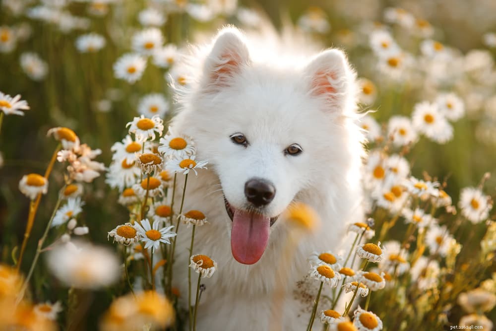 83 Elegant Floral Names for Dogs: Choose the Perfect Pet Name