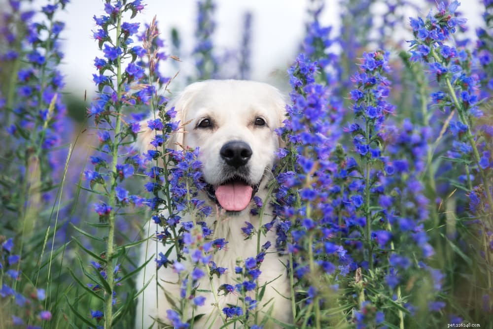 83 Elegant Floral Names for Dogs: Choose the Perfect Pet Name