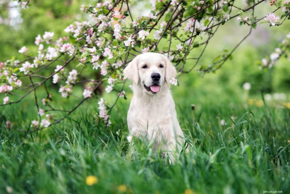 83 Elegant Floral Names for Dogs: Choose the Perfect Pet Name