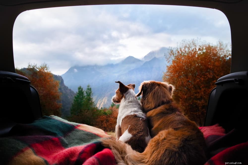 79 Nature-Inspired Dog Names for Outdoor Adventurers