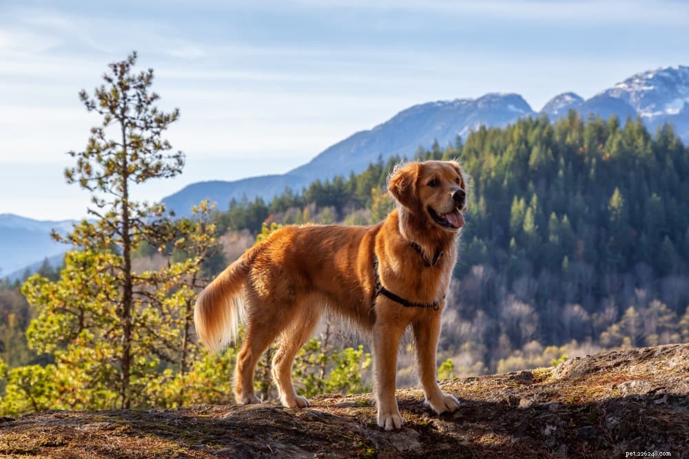 79 Nature-Inspired Dog Names for Outdoor Adventurers