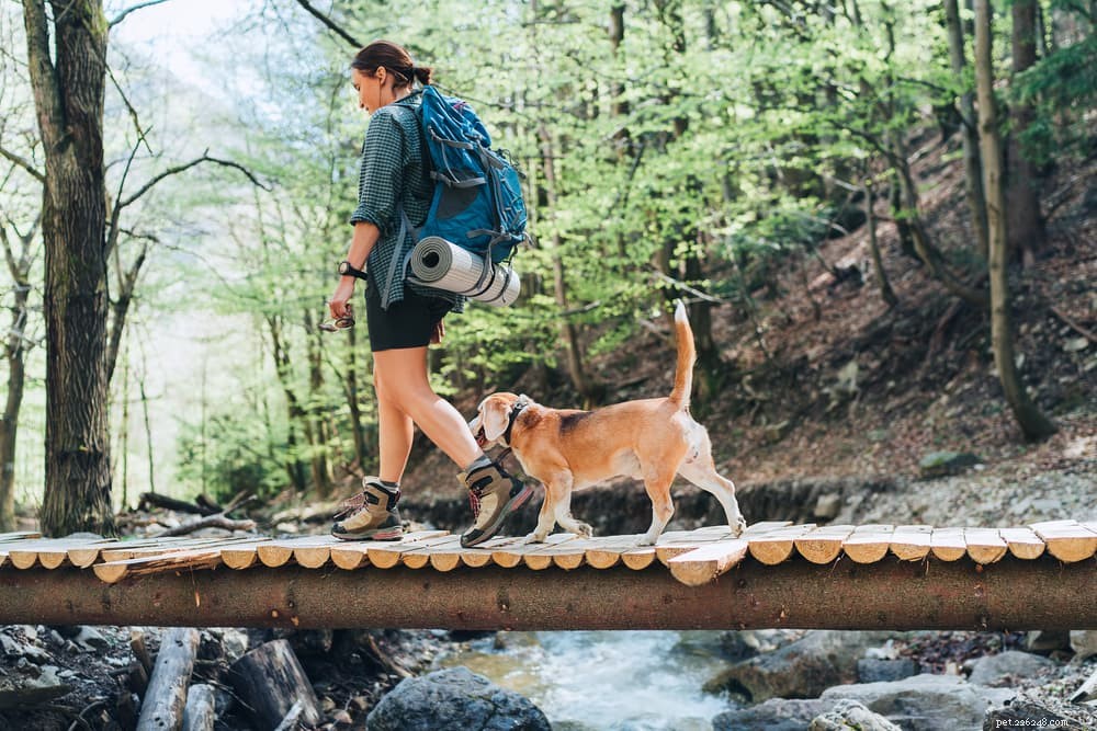 79 Nature-Inspired Dog Names for Outdoor Adventurers