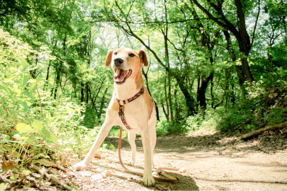79 Nature-Inspired Dog Names for Outdoor Adventurers