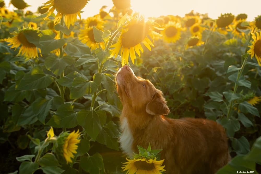 79 Nature-Inspired Dog Names for Outdoor Adventurers