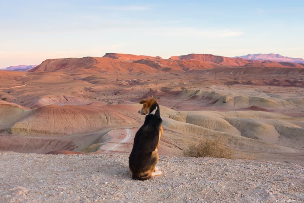 79 Nature-Inspired Dog Names for Outdoor Adventurers
