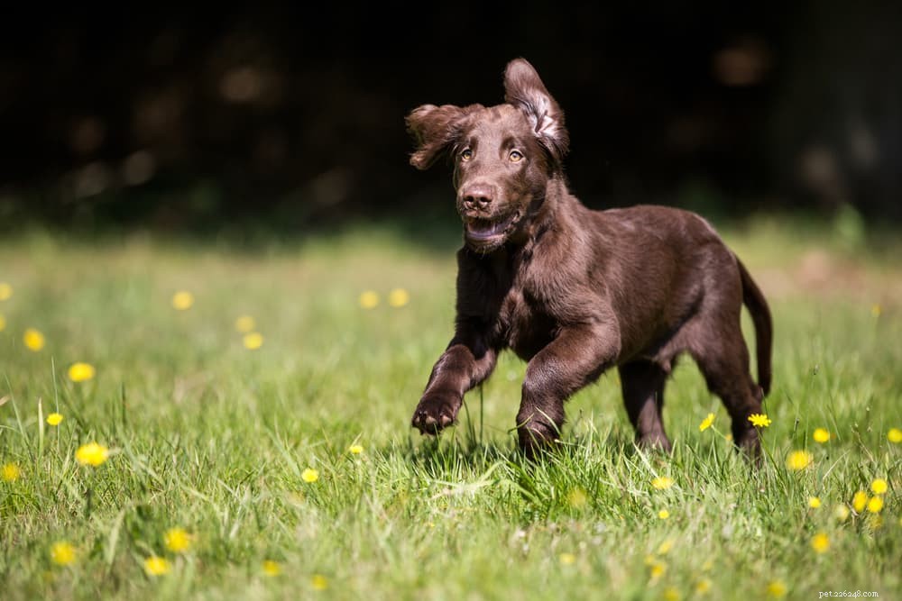 94 Classic Brown Dog Names for Chocolate‑Colored Puppies