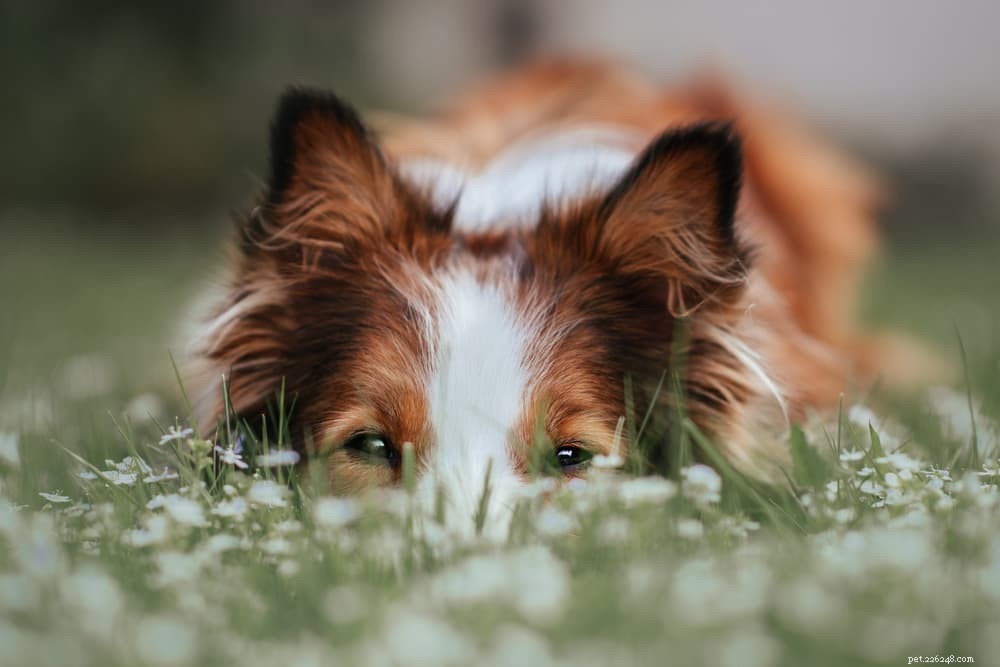 94 Classic Brown Dog Names for Chocolate‑Colored Puppies