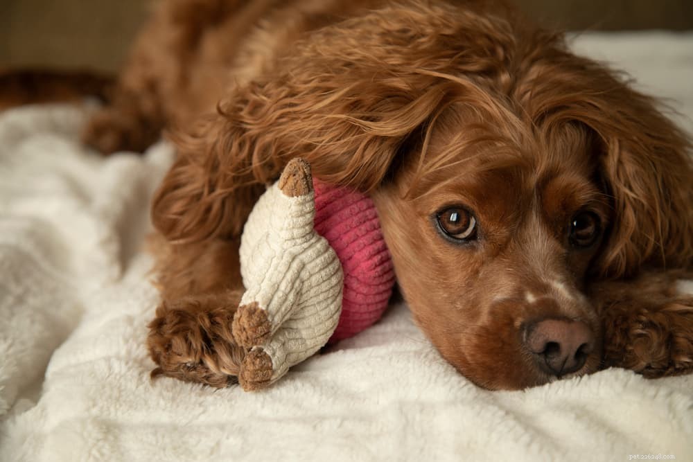94 Classic Brown Dog Names for Chocolate‑Colored Puppies