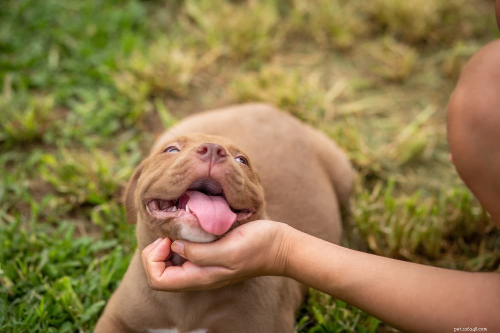 94 Classic Brown Dog Names for Chocolate‑Colored Puppies