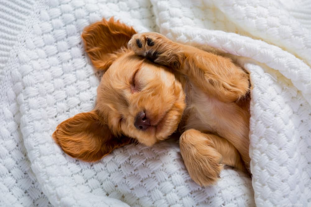 94 Classic Brown Dog Names for Chocolate‑Colored Puppies