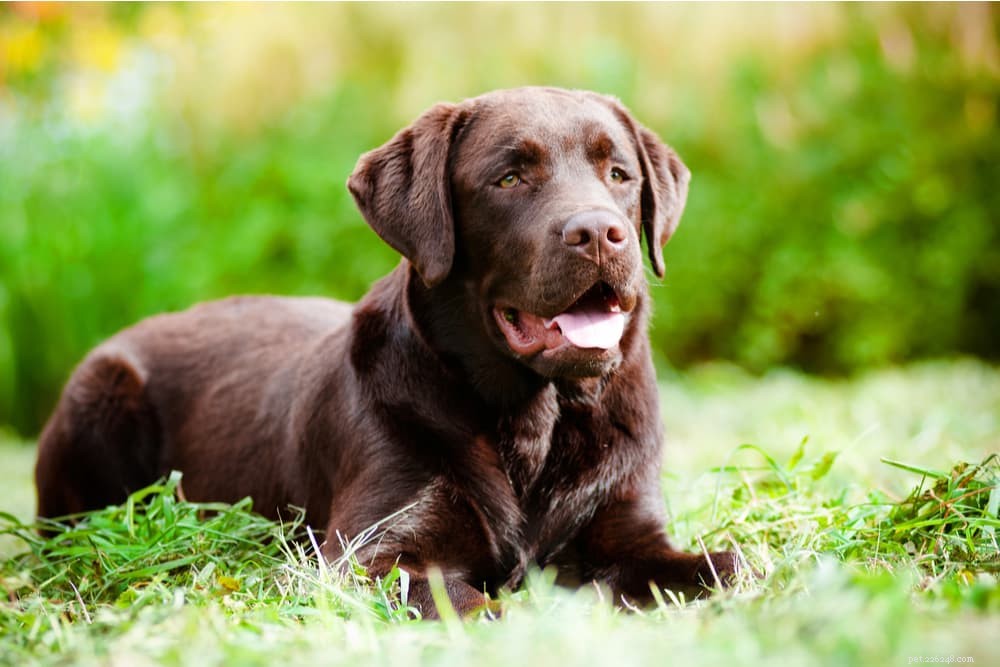 94 Classic Brown Dog Names for Chocolate‑Colored Puppies