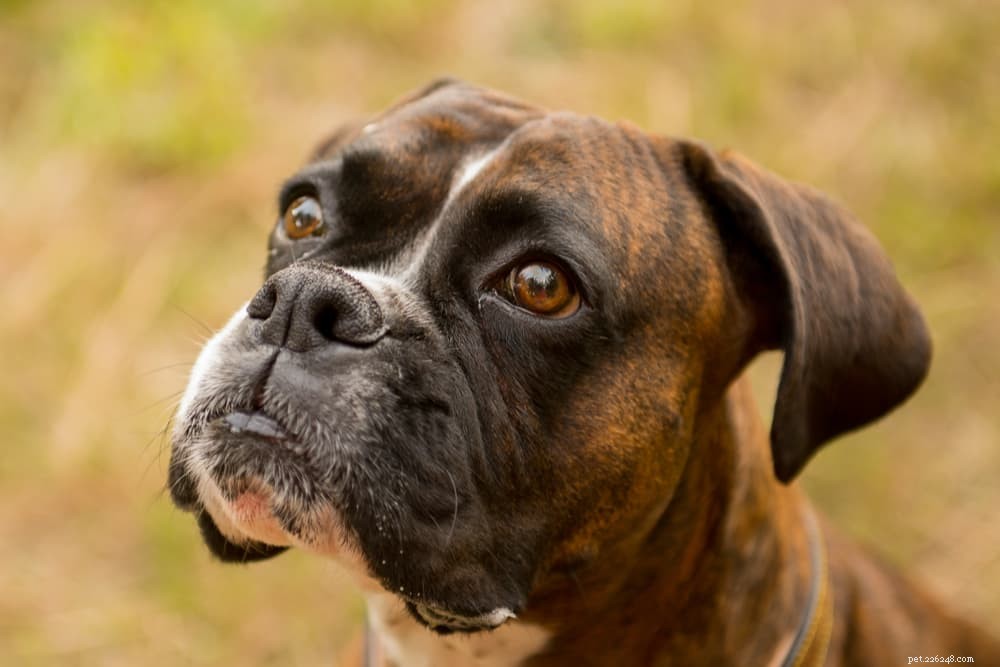 94 Classic Brown Dog Names for Chocolate‑Colored Puppies