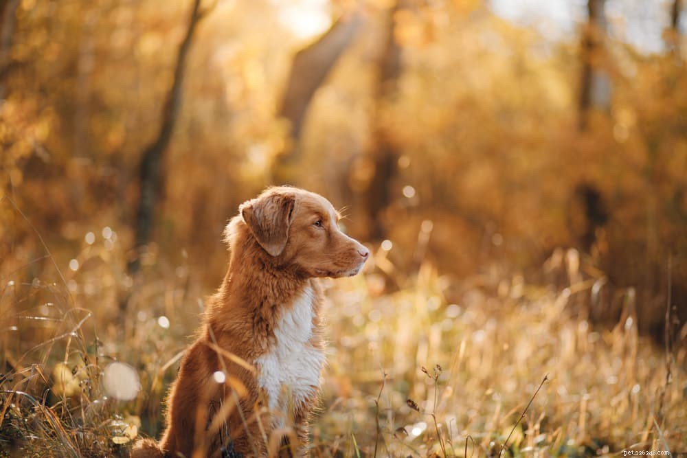 94 Classic Brown Dog Names for Chocolate‑Colored Puppies