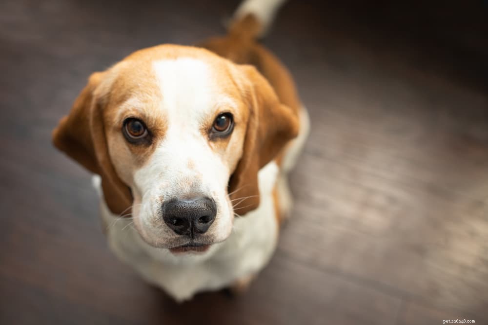 94 Classic Brown Dog Names for Chocolate‑Colored Puppies