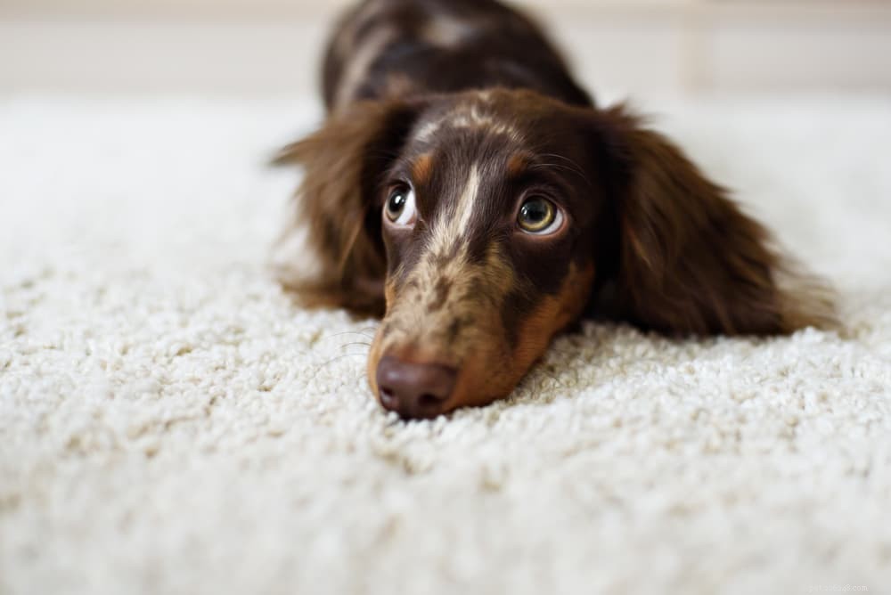 94 Classic Brown Dog Names for Chocolate‑Colored Puppies