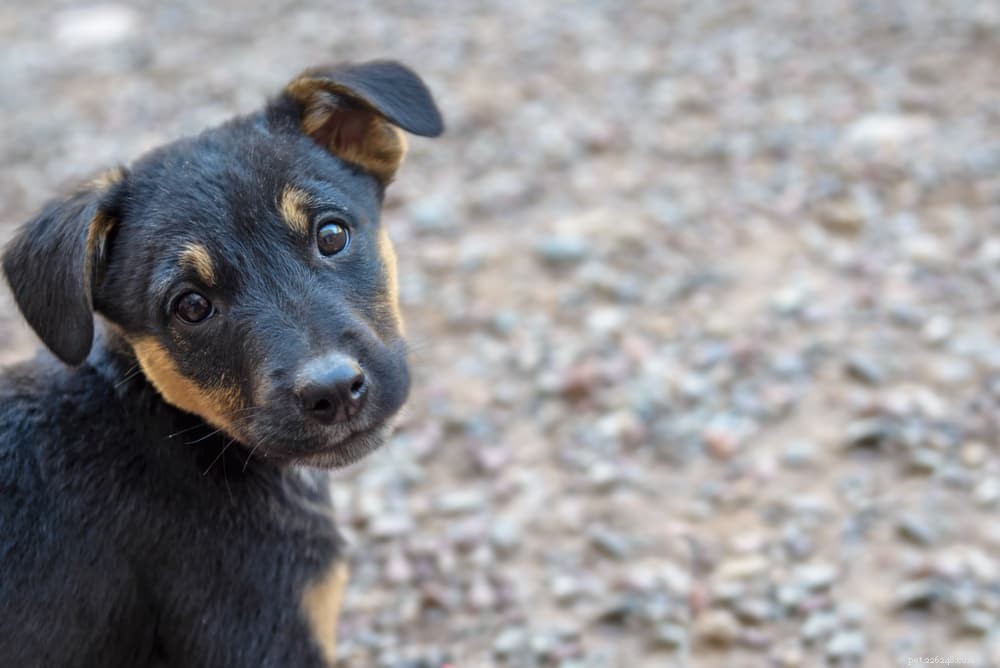 94 Classic Brown Dog Names for Chocolate‑Colored Puppies
