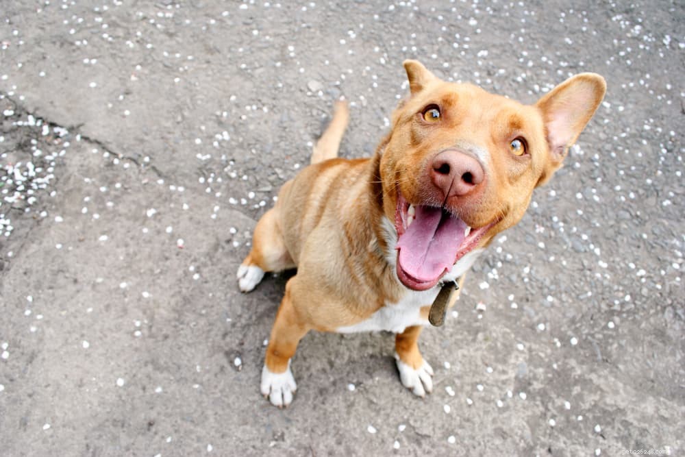 94 Classic Brown Dog Names for Chocolate‑Colored Puppies