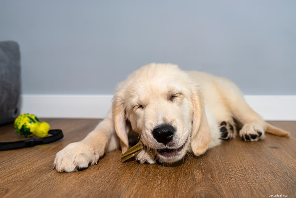 94 Classic Brown Dog Names for Chocolate‑Colored Puppies