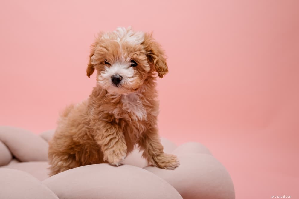 94 Classic Brown Dog Names for Chocolate‑Colored Puppies
