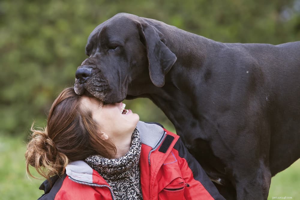 125 Fantastic German Dog Names for Your New Pup