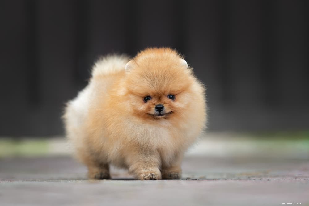 125 Fantastic German Dog Names for Your New Pup