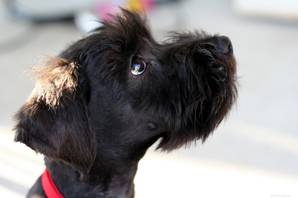 125 Fantastic German Dog Names for Your New Pup