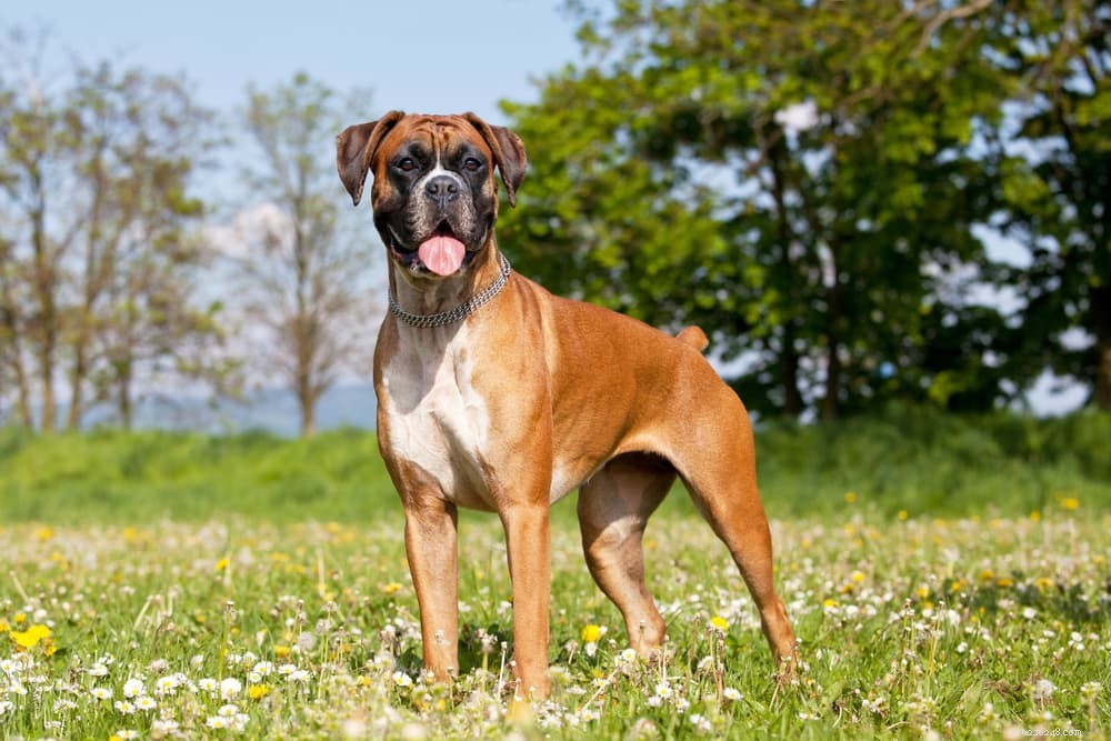 125 Fantastic German Dog Names for Your New Pup