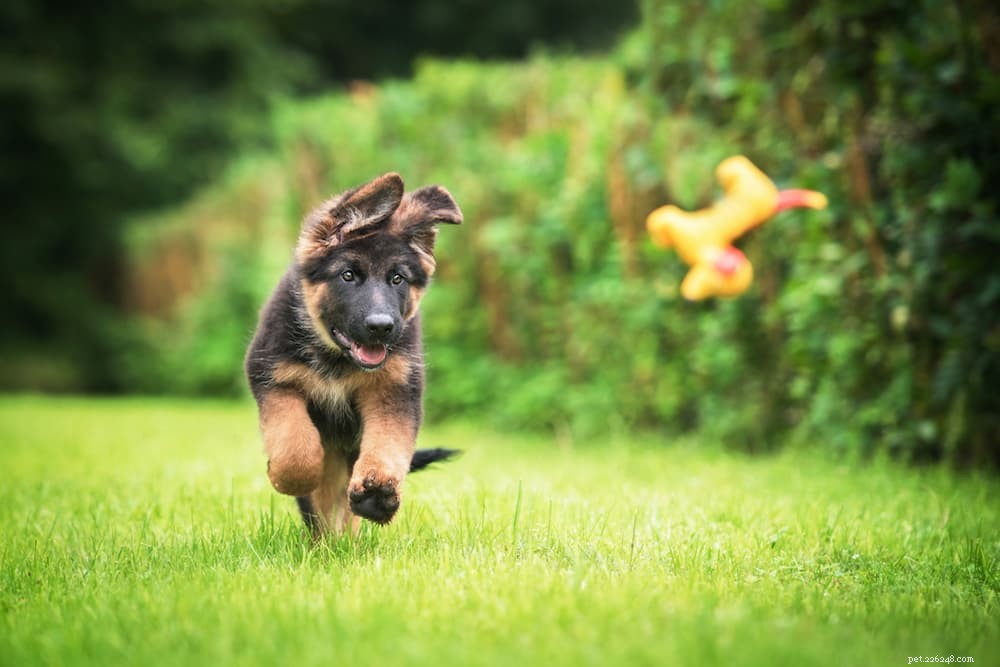125 Fantastic German Dog Names for Your New Pup
