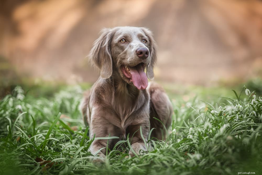 125 Fantastic German Dog Names for Your New Pup