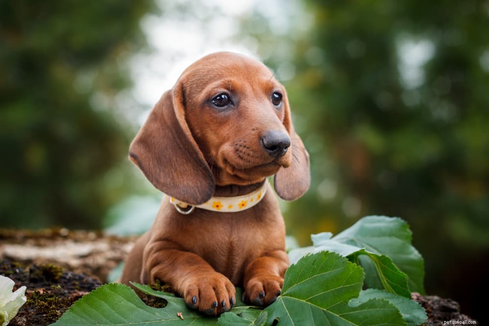 125 Fantastic German Dog Names for Your New Pup