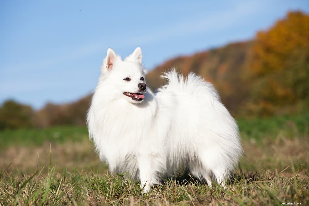 125 Fantastic German Dog Names for Your New Pup