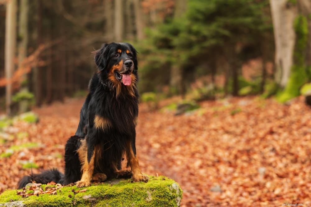 125 Fantastic German Dog Names for Your New Pup
